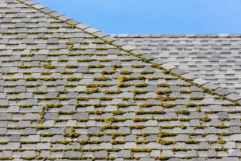 Roof slope covered in patchy moss growth between shingle courses before treatment